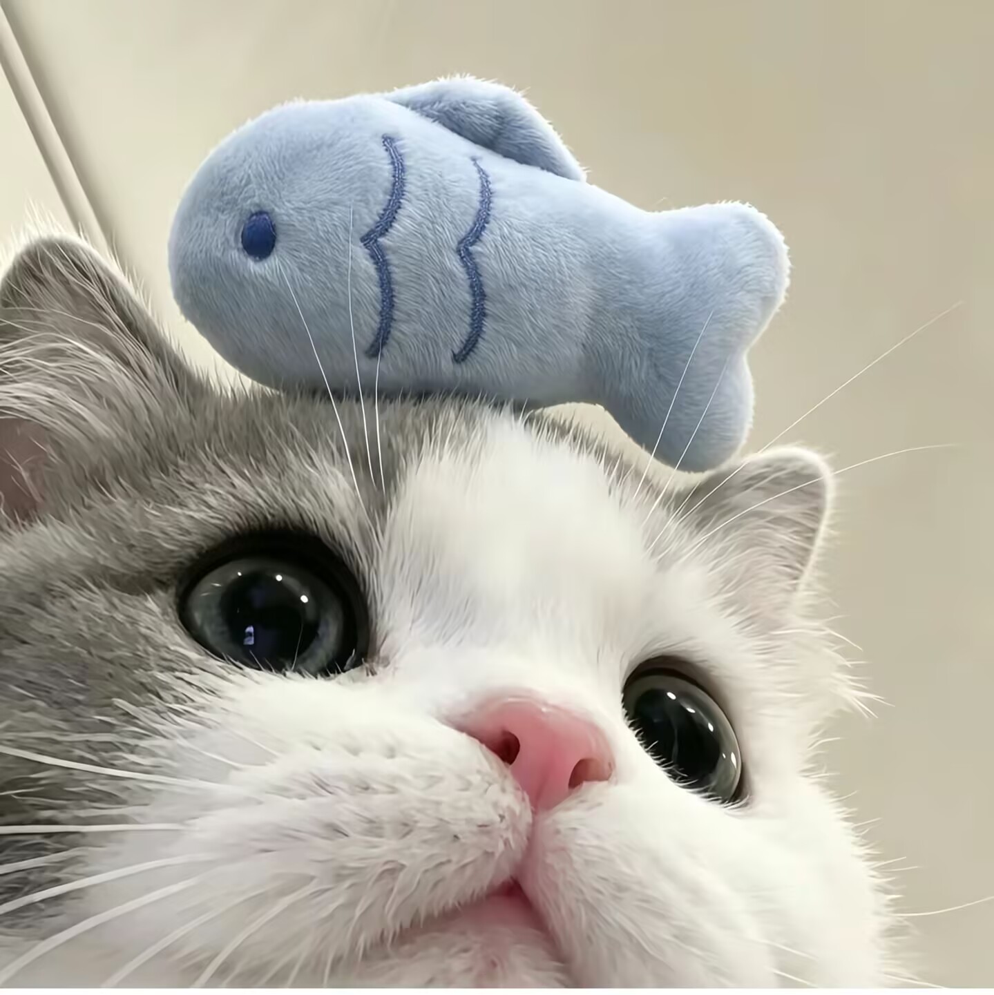 xiao wan